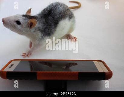 Rats gris assis sur un téléphone portable Banque D'Images