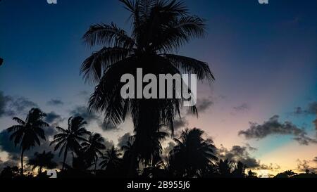 Silhouette de palmiers à la lumière du coucher du soleil à Manakara, côte est de Madagascar Banque D'Images