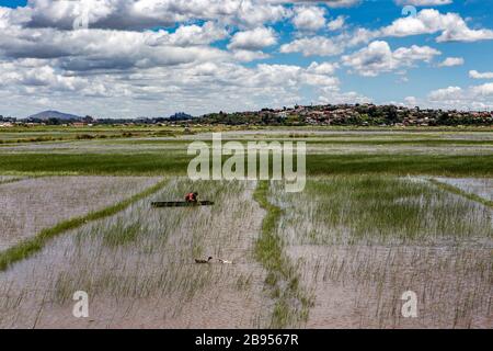 Pêcheur dans le riz paddy dans la banlieue d'Antananarivo, Madagascar Banque D'Images