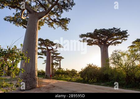 Avenue des Baobabs près de Morondava, Madagascar Banque D'Images