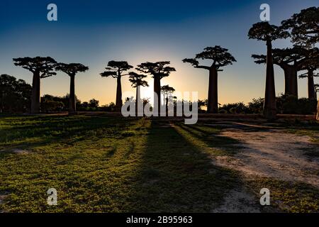 Avenue des Baobabs près de Morondava, Madagascar Banque D'Images