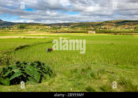 Champ de paddy près d'Ambositra Banque D'Images