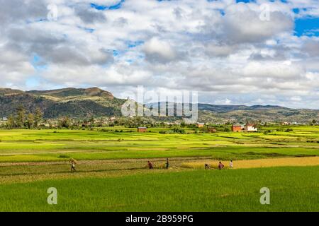 Champ de paddy près d'Ambositra Banque D'Images