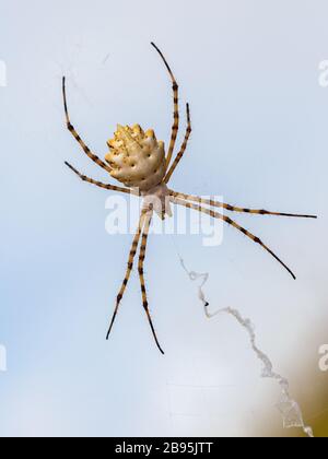 Argiope Lobata. Spider dans son environnement naturel. Banque D'Images