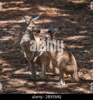 Jeunes kangourous. Kangourou gris occidental (Macropus fuliginosus) Banque D'Images