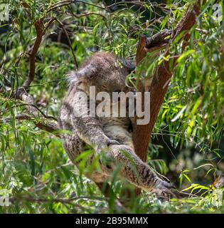 Koala (Phascolarctos cinereus), souvent appelé Ours de Koala, dormant dans un arbre. Banque D'Images