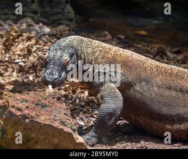 Dragon de Komodo (Varanus komodoensis) Banque D'Images