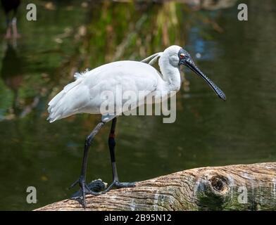 Royal Spoonbill (Platalea regia) également connu sous le nom de Spoonbill à facture noire Banque D'Images