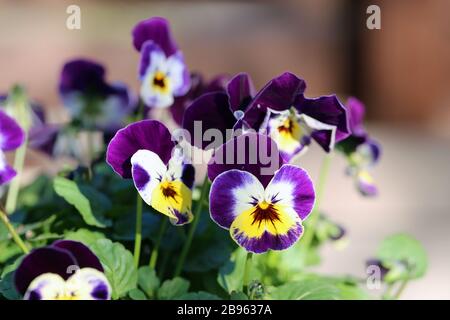 Fleurs de pansy tricolores violettes, jaunes et blanches dans une macro-image. Vous pouvez voir plusieurs, jolies fleurs violettes dans un closeup avec fond doux. Banque D'Images