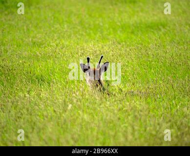 Cervus elaphus jeune Red Deer cerf bâbord avec des bois de velours reposant sur la prairie à peine visible dans la haute herbe, parc national de Killarney, comté de Kerry, Irlande Banque D'Images