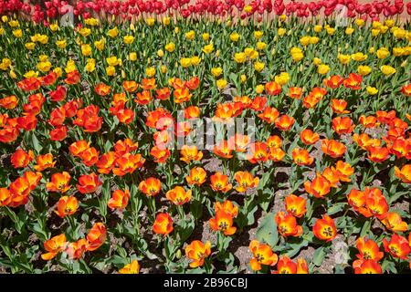 Gros plan du coquelicot jaune de Californie Banque D'Images