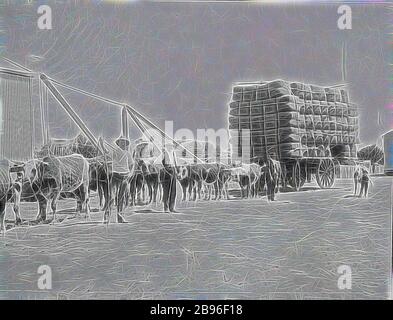 Négatif - Moama, Nouvelle-Galles du Sud, 1905, une charge record de blé (10 tonnes 18 tonnes 3 qrts 16 livres) dans le hangar de marchandises du chemin de fer Moama. La charge est dessinée par une équipe de taureaux, repensée par Gibon, conception de gai gai chaud de luminosité et de rayons de lumière radiance. L'art classique réinventé avec une touche moderne. La photographie inspirée du futurisme, qui embrasse l'énergie dynamique de la technologie moderne, du mouvement, de la vitesse et révolutionne la culture. Banque D'Images