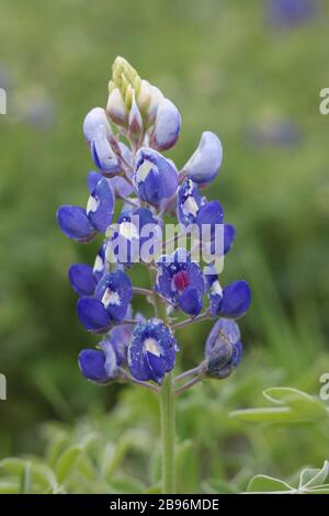 Macro shot d'un bluebonnet dans un champ de fleurs sauvages Banque D'Images