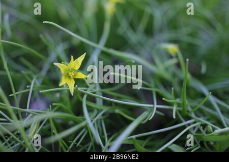 Début printemps petites fleurs étoile jaune de Bethléem (Gagea lutea) avec les feuilles ressemblent à l'herbe. Arrière-plan naturel. Banque D'Images