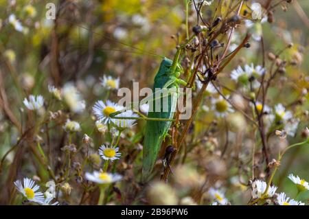 criquet gros plan sur l'herbe sèche parmi les camomilles. gros insecte vert. sauterelle Banque D'Images