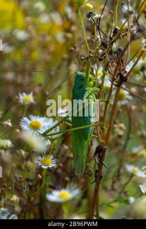 criquet sur fond de chamomilles. gros sauterelle verte. ravageur Banque D'Images