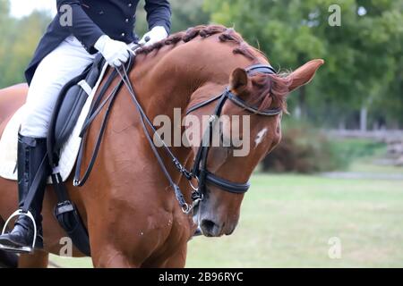 Des manèges inconnus à cheval de dressage dans un terrain d'équitation. La tête a tiré près d'un cheval de dressage lors d'un concours Banque D'Images