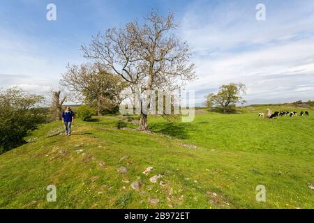 Marcher sur la rive entourant le monument néolithique de Mayburgh Henge, Cumbria, Angleterre, Royaume-Uni Banque D'Images