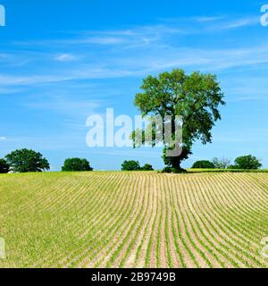 Champ avec rangées de jeunes plants de maïs au printemps, chêne solitaire, ciel bleu, Mecklembourg-Poméranie-Occidentale, Allemagne Banque D'Images