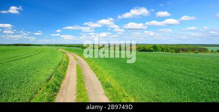 La voie de campagne à travers le paysage culturel au printemps, les champs de céréales vertes, le ciel bleu avec des nuages de cumulus, près de Hermsdorf, Saale-Holzland-Kreis, Thuringe Banque D'Images