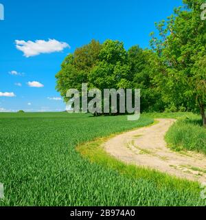 Champ au bord d'une forêt à travers le paysage culturel au printemps, champs de maïs vert, ciel bleu avec des nuages de cumulus, près de Hermsdorf Banque D'Images