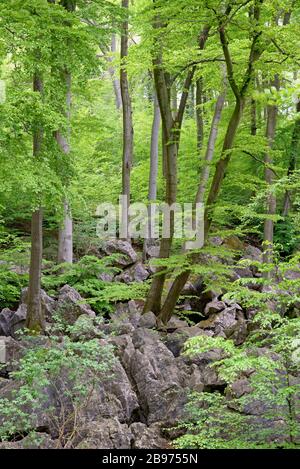 Paysage rocheux accidenté dans la forêt de feuillus avec des sangsues communes (Fagus sylvatica), réserve naturelle de felsenmeer, Hemer, Rhénanie-du-Nord-Westphalie, Allemagne Banque D'Images