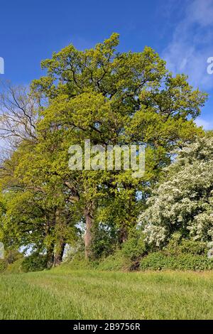 Vieux arbres dans le champ, Oaks (Quercus) et Floraison Hawthorn (Crataegus), Rhénanie-du-Nord-Westphalie, Allemagne Banque D'Images