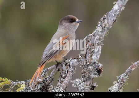 Siberian jay (Perisoreus infaustus) assis sur une branche, Kuusamo, Laponie, Finlande Banque D'Images