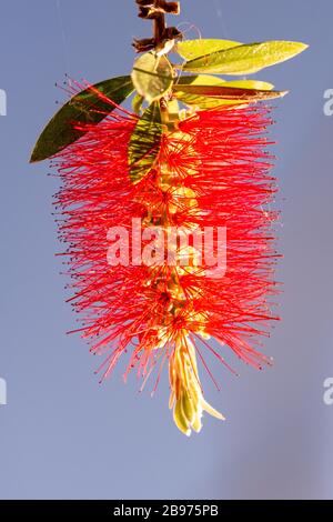 Bottlebrush (Callistemon) brille au soleil; Crète; Grèce Banque D'Images