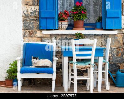 Cat se trouve confortablement sur une chaise peinte en bleu et blanc, typique de la Grèce, à l'entrée de la maison; Crète; Grèce Banque D'Images