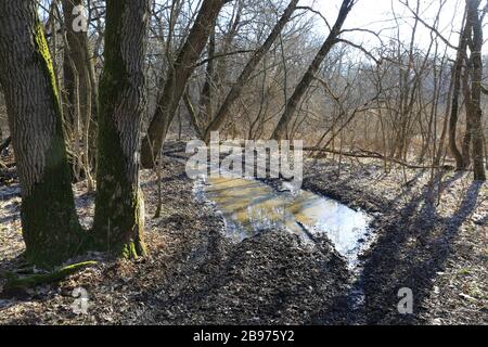 chemin de terre dans la forêt de printemps Banque D'Images