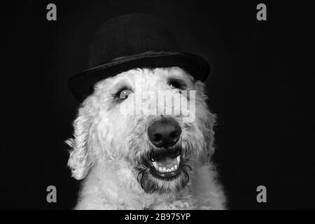 Cute goldendoodle chien avec chapeau melon portrait B&W Banque D'Images