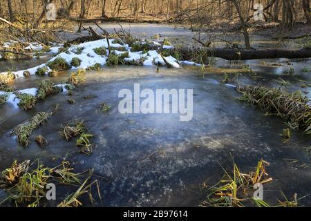 scène sur la tourbière sous la glace dans la forêt de printemps Banque D'Images