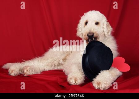 Adorable chien d'or avec chapeau et coeur Banque D'Images