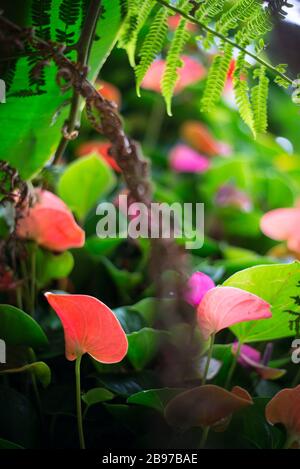 Fleurs d'anthurium colorées rétroéclairées au Conservatoire Princess of Wales, jardins botaniques royaux à Kew, Richmond, Londres Banque D'Images