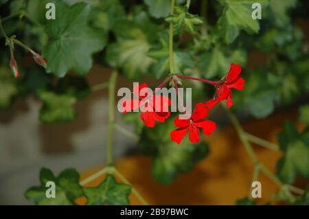 Les fleurs de calanope de géraniums rouges se ferment Banque D'Images