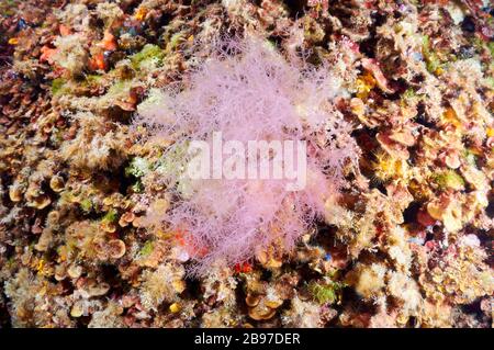 Herbe de tube collante (Gloiosiphonia capillaires) sous-marine de gros plan dans le parc naturel de ses Salines (Formentera, Iles Baléares, Méditerranée, Espagne) Banque D'Images