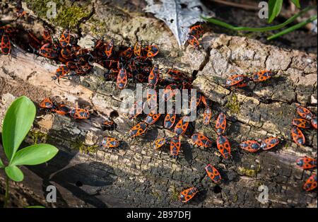 groupe de punaises de bois rouge sur une ancienne surface en bois dans la forêt Banque D'Images