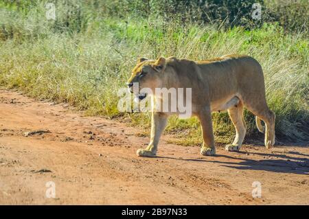 La grande lioness africaine brune roaming librement dans une réserve naturelle Banque D'Images