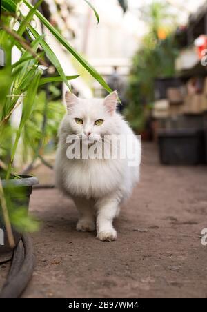 Beau chat d'angora turc doux blanc vit dans une serre. Portrait domestique des animaux de compagnie. Banque D'Images