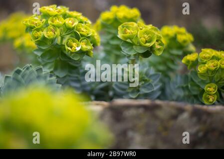 Sedum Flowers Ages Rocks dans les jardins botaniques royaux de Kew, Richmond, Londres Banque D'Images