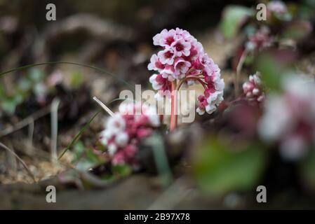 Bergenia crassifolia coeur feuilles Bergenia hiver-fleurs des oreilles éléphant Pigrincak fleurs dans les Jardins botaniques royaux de Kew, Richmond, Londres Banque D'Images