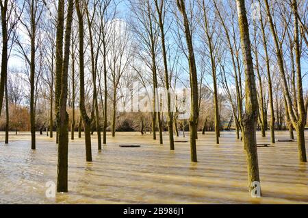une rivière débordait dans le champ Banque D'Images