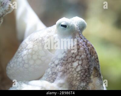 portrait d'un petit poulpe vivant dans la mer Banque D'Images