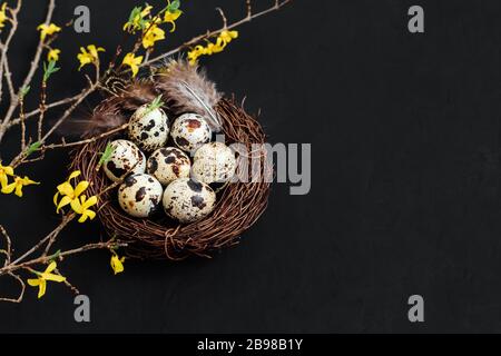 Composition de Pâques avec des œufs de caille et des plumes dans le nid et des fleurs jaunes de forsythia sur fond noir. Espace de copie. Banque D'Images