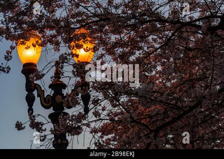 Spring Cherry Blossoms on Waterfront Portland, Oregon, États-Unis Banque D'Images