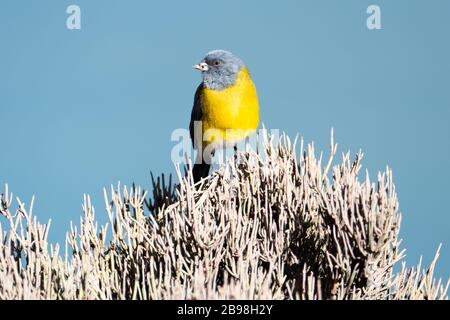 sierra finch à capuchon gris, Cometocino de gay, Embalse El Yeso, Chili Banque D'Images