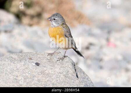 sierra finch à capuchon gris, Cometocino de gay, Embalse El Yeso, Chili Banque D'Images