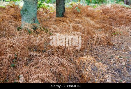 Fougères et saulen dans les bois tournant à brun alors qu'ils meurent en automne, Frenshsam Great Pond près de Farnham, Surrey, sud-est de l'Angleterre Banque D'Images