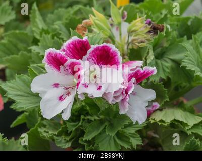 La plante Pelargonium citrodorum aux fleurs repousse les mouches Banque D'Images